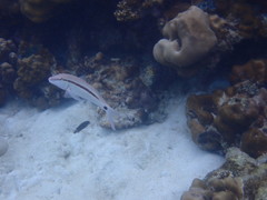 Parupeneus barberinus