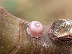 Ceroplastes rusci