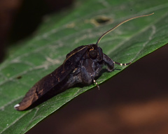 Catephia