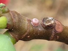 Ceroplastes rusci