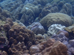 Scolopsis margaritifera