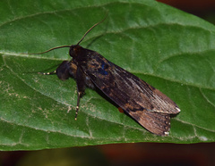 Catephia