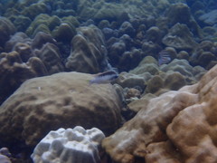 Scolopsis margaritifera