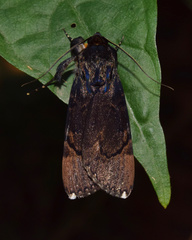 Catephia