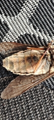 Hybomitra