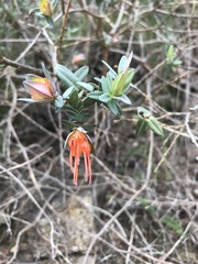Darwinia citriodora