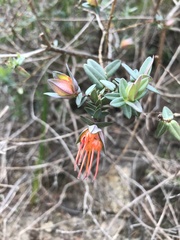 Darwinia citriodora