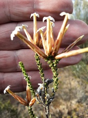 Lysinema pentapetalum