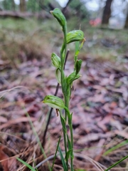 Pterostylis melagramma