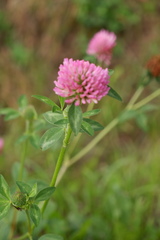 Trifolium pratense