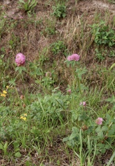 Trifolium pratense