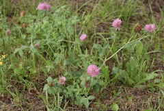 Trifolium pratense