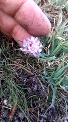 Armeria humilis