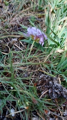Armeria humilis