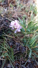 Armeria humilis