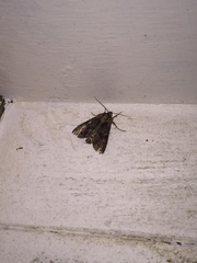 Apamea monoglypha