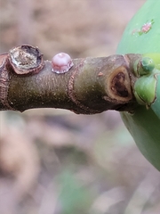 Ceroplastes rusci
