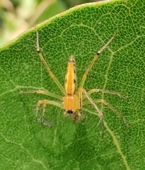 Oxyopes