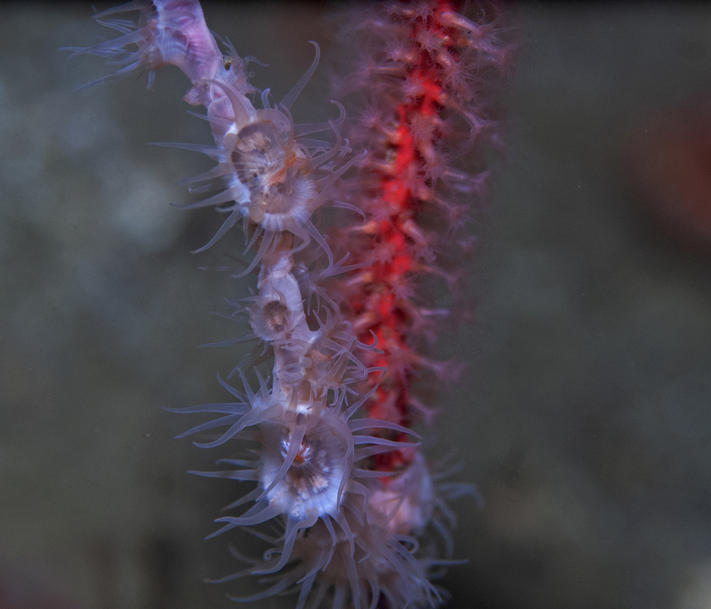 Amphianthidae