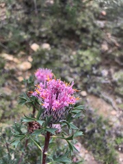 Isopogon dubius