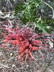Grevillea bipinnatifida