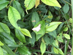 Scopula propinquaria