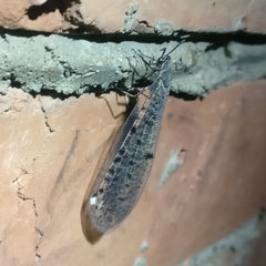 Euroleon polyspilus