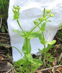 Valerianella radiata