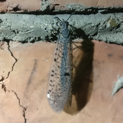 Euroleon polyspilus