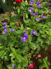 Achetaria azurea
