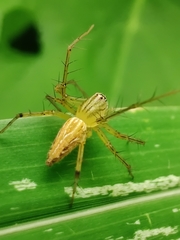 Oxyopes