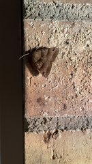 Caenurgina crassiuscula