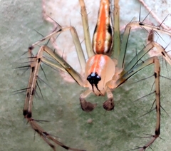 Oxyopes bharatae
