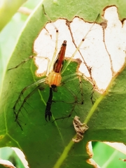Oxyopes bharatae