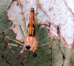 Oxyopes bharatae