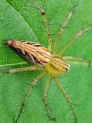 Oxyopes