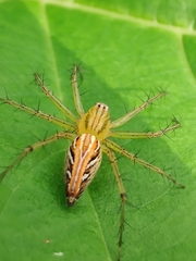 Oxyopes