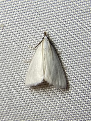 Leptosteges vestaliella