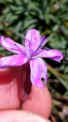Dianthus langeanus