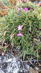 Dianthus langeanus