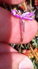 Dianthus langeanus