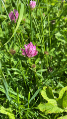 Trifolium medium