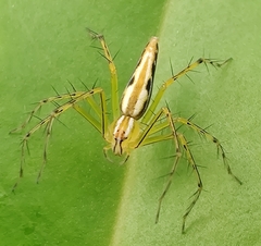 Oxyopes