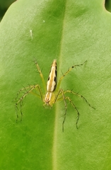Oxyopes
