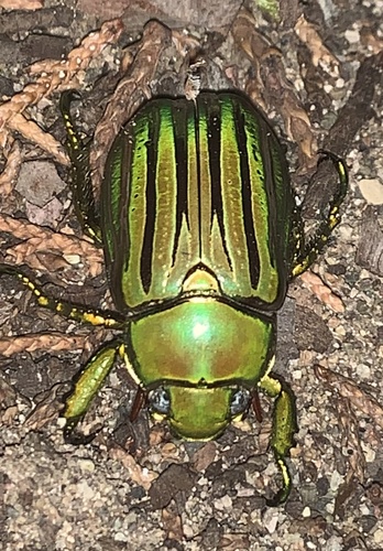 ギンスジウグイスコガネ (Chrysina gloriosa) · iNaturalist