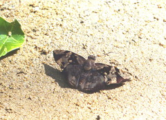 Achlyodini