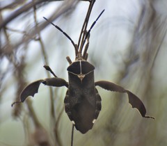 Petascelis remipes