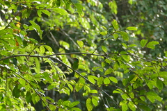 Psilopogon oorti