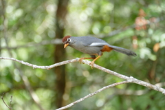 Pterorhinus mitratus