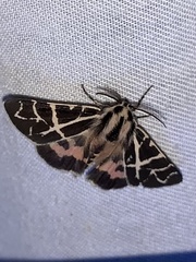 Apantesis nevadensis